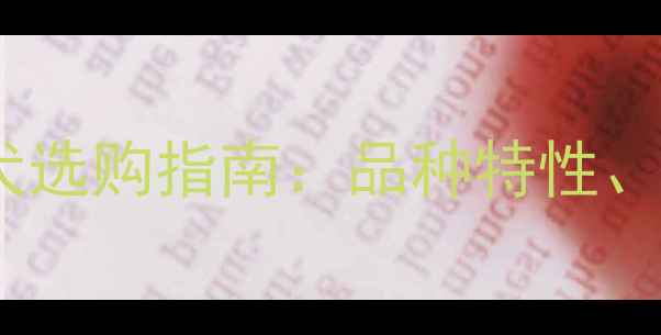 图片 河北CKU认证拉布拉多犬选购指南：品种特性、价格行情与饲养攻略全