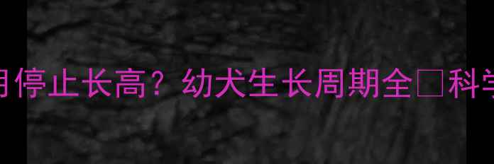 图片 泰迪几个月停止长高？幼犬生长周期全✨科学养宠指南