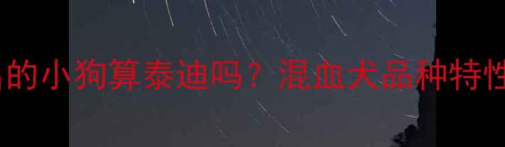 图片 泰迪和比熊生出的小狗算泰迪吗？混血犬品种特性+饲养指南全✨