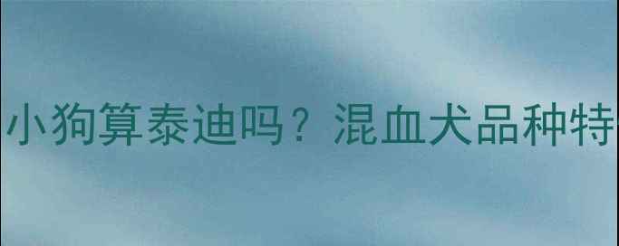 图片 泰迪和比熊生出的小狗算泰迪吗？混血犬品种特性+饲养指南全✨2