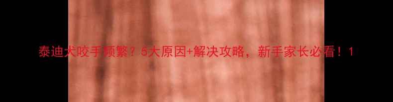 图片 泰迪犬咬手频繁？5大原因+解决攻略，新手家长必看！1