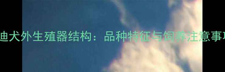 图片 泰迪犬外生殖器结构：品种特征与饲养注意事项1