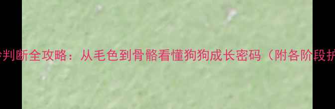 图片 泰迪犬年龄判断全攻略：从毛色到骨骼看懂狗狗成长密码（附各阶段护理指南）1