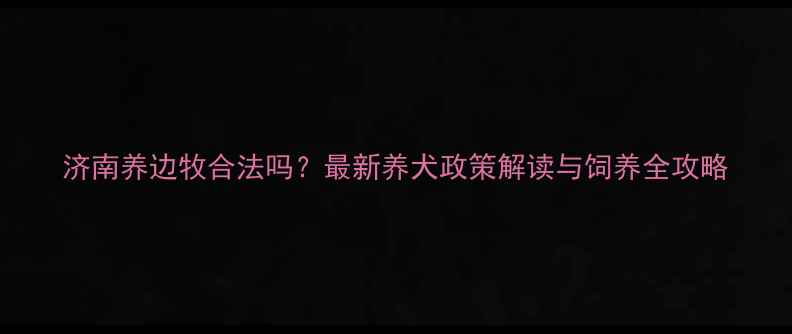图片 济南养边牧合法吗？最新养犬政策解读与饲养全攻略