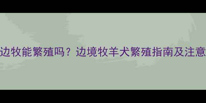 图片 海盗边牧能繁殖吗？边境牧羊犬繁殖指南及注意事项
