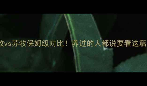 图片 澳牧vs边牧vs苏牧保姆级对比！养过的人都说要看这篇养狗攻略1