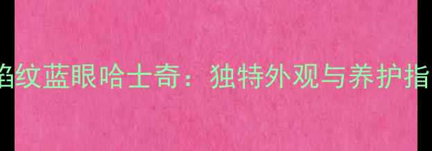 图片 火焰纹蓝眼哈士奇：独特外观与养护指南1