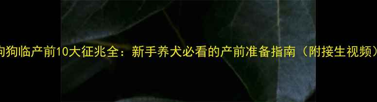 图片 狗狗临产前10大征兆全：新手养犬必看的产前准备指南（附接生视频）