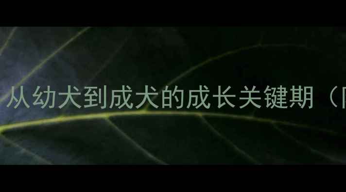 图片 狗狗发育全周期：从幼犬到成犬的成长关键期（附科学养护指南）