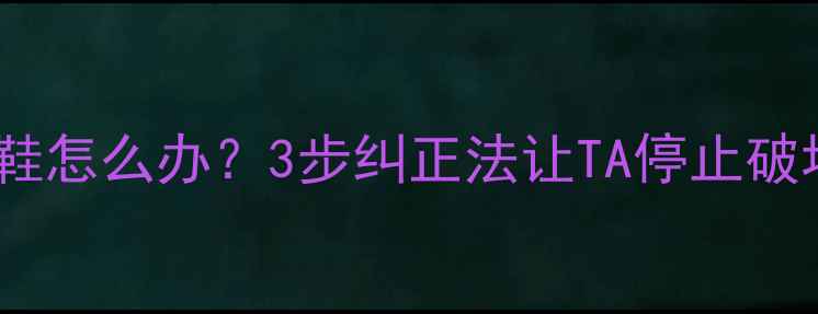 图片 狗狗咬家具拖鞋怎么办？3步纠正法让TA停止破坏家长必看！1