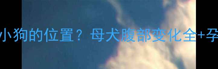 图片 狗狗怀孕后小狗的位置？母犬腹部变化全+孕期护理指南
