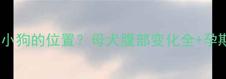 图片 狗狗怀孕后小狗的位置？母犬腹部变化全+孕期护理指南1