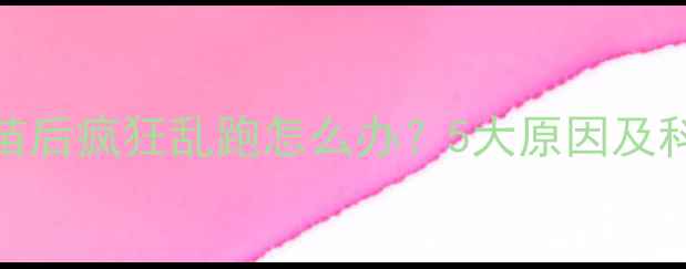 图片 狗狗打完疫苗后疯狂乱跑怎么办？5大原因及科学应对指南