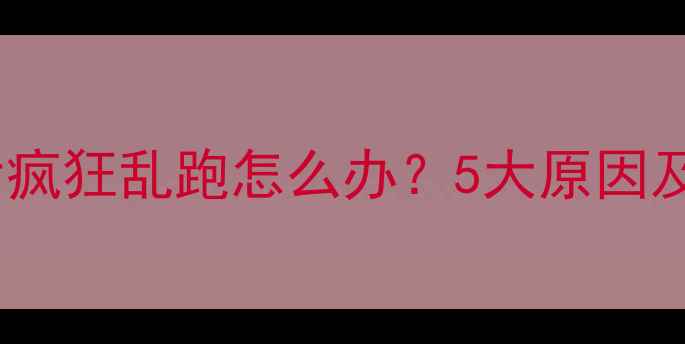 图片 狗狗打完疫苗后疯狂乱跑怎么办？5大原因及科学应对指南2