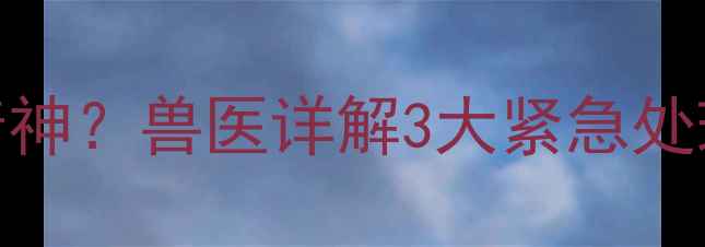 图片 狗狗频繁腹泻呕吐没精神？兽医详解3大紧急处理法+5个家庭护理要点