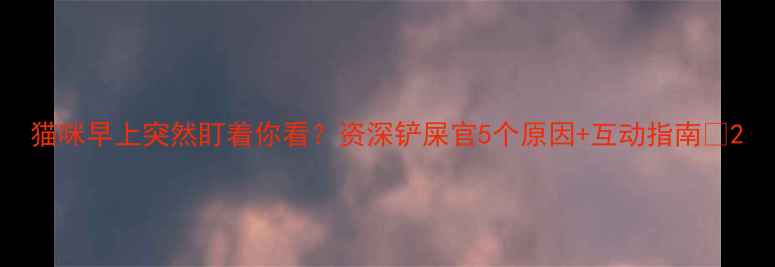 图片 猫咪早上突然盯着你看？资深铲屎官5个原因+互动指南🐾2