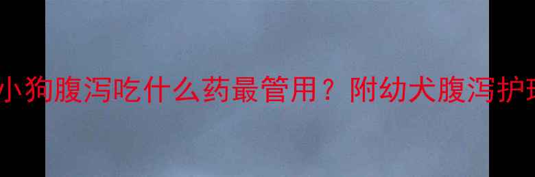图片 紧急处理指南小狗腹泻吃什么药最管用？附幼犬腹泻护理全攻略🐾🏥2