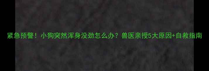 图片 紧急预警！小狗突然浑身没劲怎么办？兽医亲授5大原因+自救指南