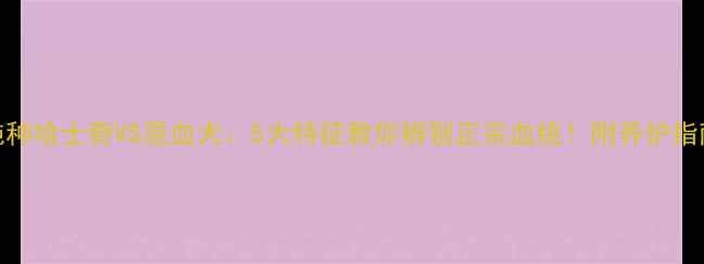 图片 纯种哈士奇VS混血犬：5大特征教你辨别正宗血统！附养护指南