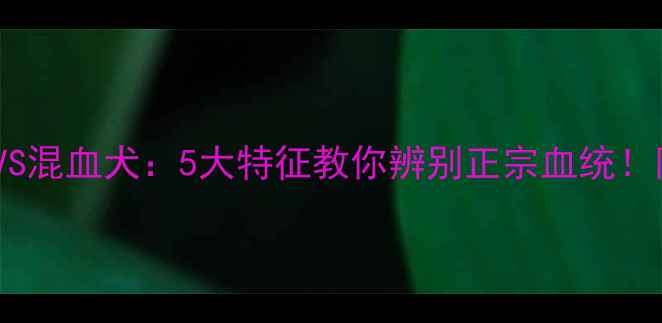 图片 纯种哈士奇VS混血犬：5大特征教你辨别正宗血统！附养护指南2