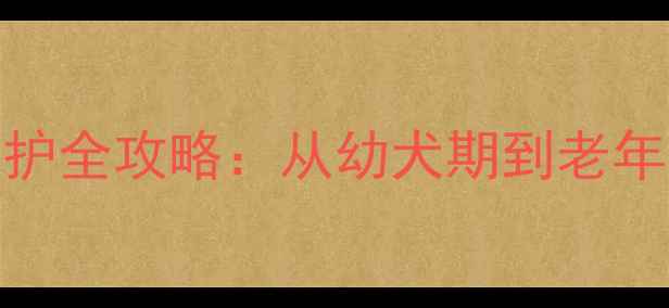 图片 纯种拉布拉多犬科学养护全攻略：从幼犬期到老年期的健康寿命延长指南