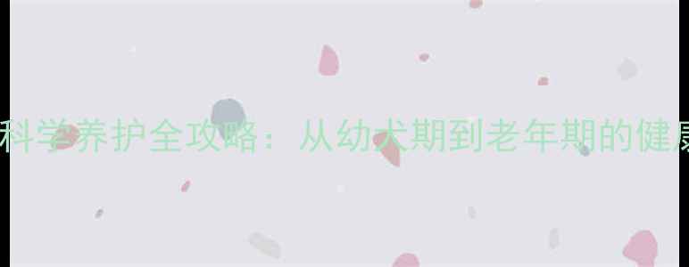 图片 纯种拉布拉多犬科学养护全攻略：从幼犬期到老年期的健康寿命延长指南2