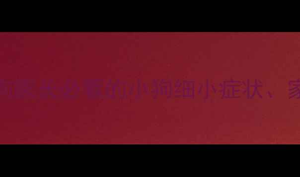 图片 细小病毒救命指南！新手狗家长必看的小狗细小症状、家庭护理+医院治疗全攻略1