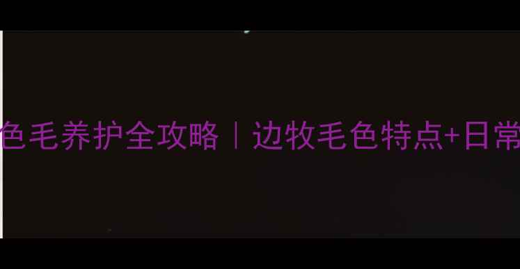 图片 蓝陨石边牧棕色毛养护全攻略｜边牧毛色特点+日常护理技巧分享