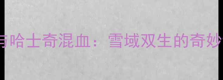 图片 西伯利亚小马犬与哈士奇混血：雪域双生的奇妙世界与饲养指南1