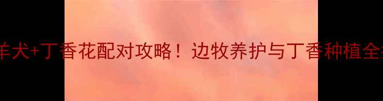 图片 边境牧羊犬+丁香花配对攻略！边牧养护与丁香种植全指南✨1