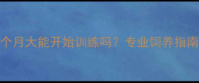 图片 边境牧羊犬4个月大能开始训练吗？专业饲养指南与训练要点1