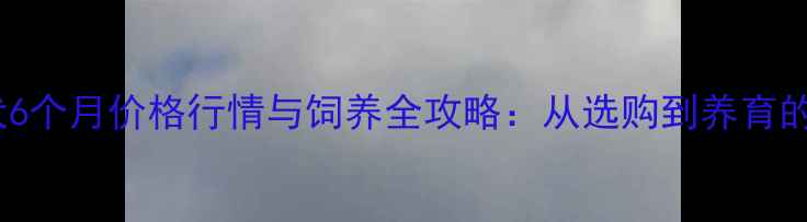 图片 边境牧羊犬6个月价格行情与饲养全攻略：从选购到养育的实用指南1