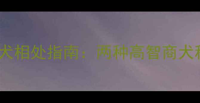 图片 边境牧羊犬与金毛寻回犬相处指南：两种高智商犬种冲突原因及化解方案1