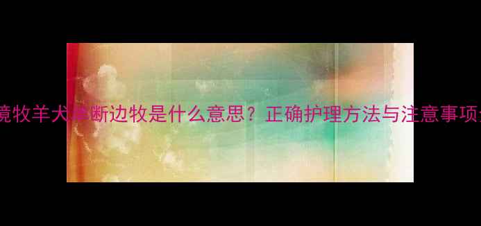 图片 边境牧羊犬单断边牧是什么意思？正确护理方法与注意事项全1