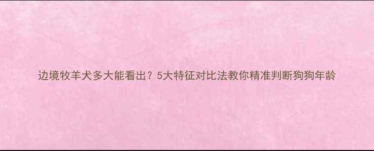 图片 边境牧羊犬多大能看出？5大特征对比法教你精准判断狗狗年龄
