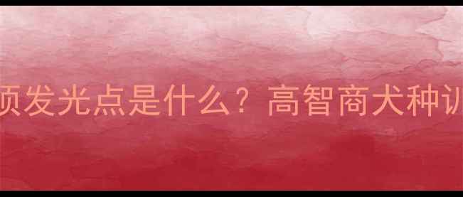 图片 边境牧羊犬头顶发光点是什么？高智商犬种训练的黄金法则