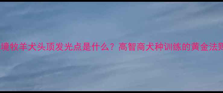 图片 边境牧羊犬头顶发光点是什么？高智商犬种训练的黄金法则2