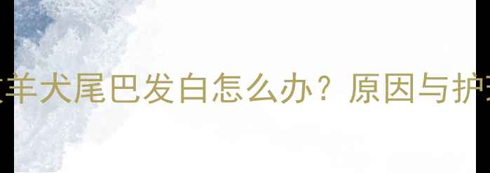 图片 边境牧羊犬尾巴发白怎么办？原因与护理指南