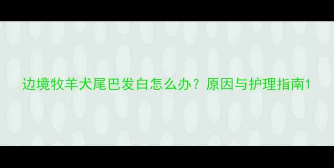 图片 边境牧羊犬尾巴发白怎么办？原因与护理指南1