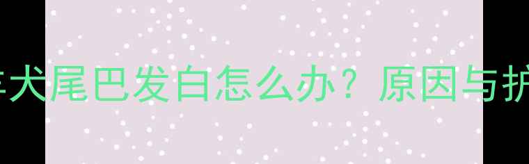 图片 边境牧羊犬尾巴发白怎么办？原因与护理指南2