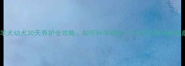 图片 边境牧羊犬幼犬30天养护全攻略：如何科学喂养1个月大边牧确保健康发育2