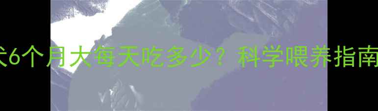图片 边境牧羊犬幼犬6个月大每天吃多少？科学喂养指南及营养搭配全1