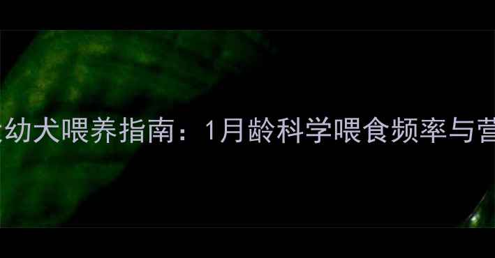 图片 边境牧羊犬幼犬喂养指南：1月龄科学喂食频率与营养管理全1