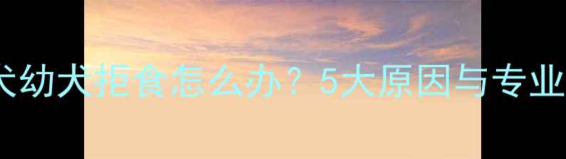 图片 边境牧羊犬幼犬拒食怎么办？5大原因与专业应对指南1