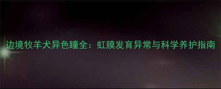 图片 边境牧羊犬异色瞳全：虹膜发育异常与科学养护指南