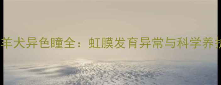 图片 边境牧羊犬异色瞳全：虹膜发育异常与科学养护指南2