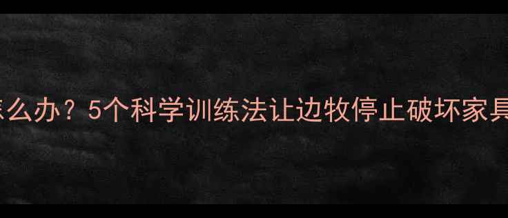 图片 边境牧羊犬拆家怎么办？5个科学训练法让边牧停止破坏家具（附养护指南）1