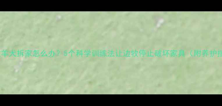 图片 边境牧羊犬拆家怎么办？5个科学训练法让边牧停止破坏家具（附养护指南）2