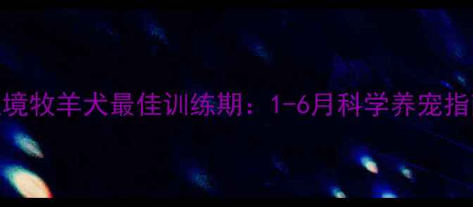 图片 边境牧羊犬最佳训练期：1-6月科学养宠指南