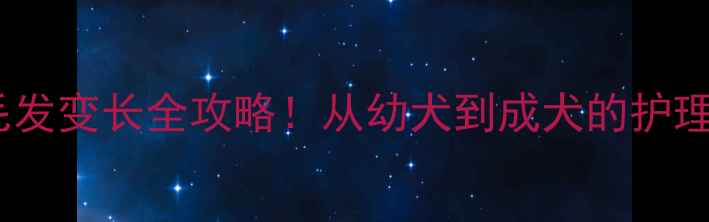 图片 边境牧羊犬毛发变长全攻略！从幼犬到成犬的护理技巧大公开1